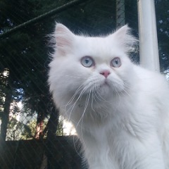 Pusat