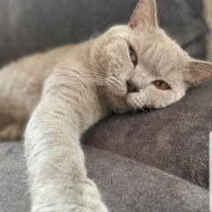 Lokma