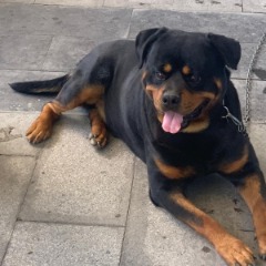 Maylo