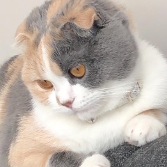 Pamuk