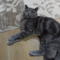 Teddy