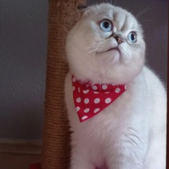 Oli