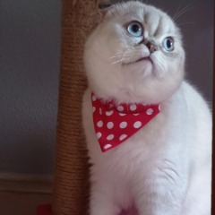 oli