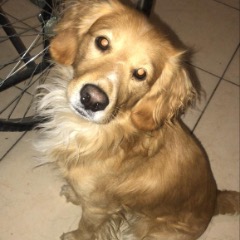 ÇİKO