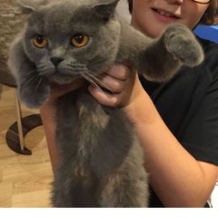 Tia