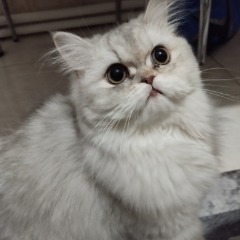 Mia 