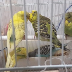 Cimbommm