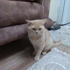 Leo