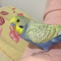 Misket 