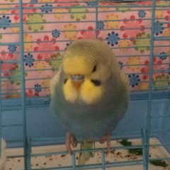 Misket 