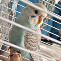 Misket