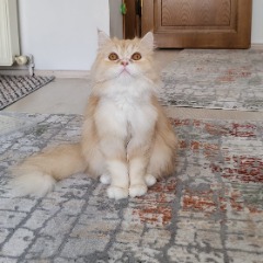 Mochii 