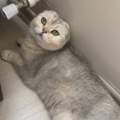 MİKİ