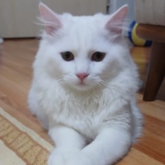 Pamuk 