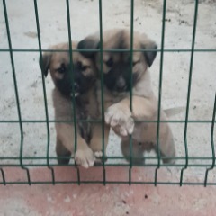 Barni