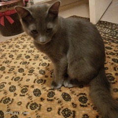 Duman