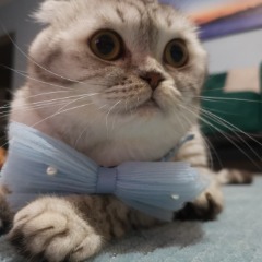 Pamuk