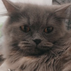 Duman