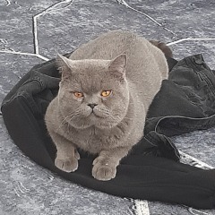 bam-bam-mqııdeeygı