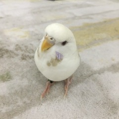 PAMUK