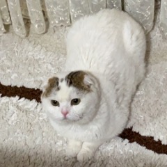 Paşa