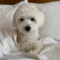 Paco 