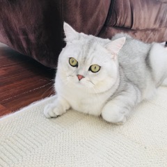 Pamuk