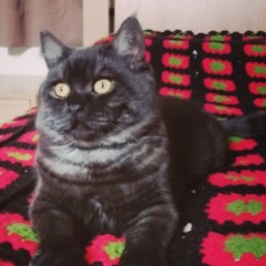 Paşa