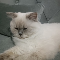 Reina