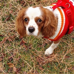 Charlie