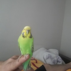 Limon ve Pasa
