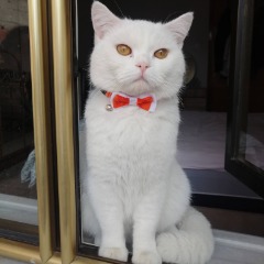 Ricardo