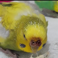 Cici