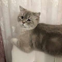 Alex