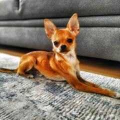 Pablo