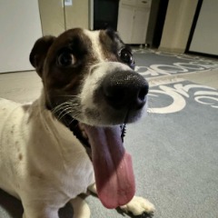 Oscar
