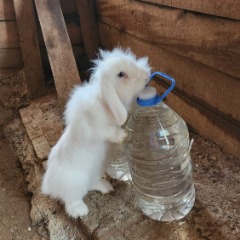 Venüs 