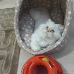 Pamuk