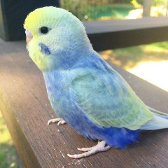 zehab
