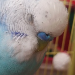 Yumoş