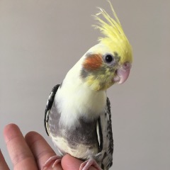 Sultan 