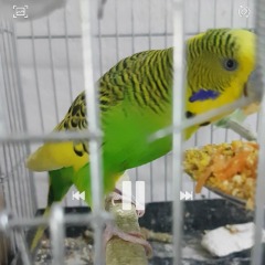 Artis