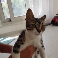 Kıtır