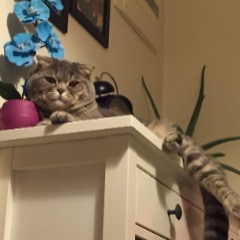 Behlül