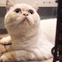 Paco