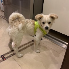 Yoda