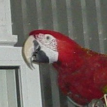 Cabbar 