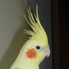 Cemal 