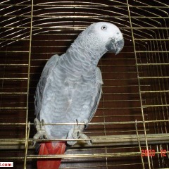 yakup
