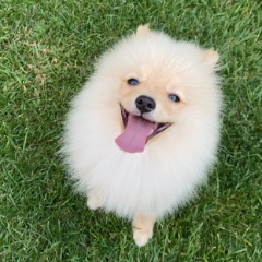 Ucretsiz Kopek Verenler